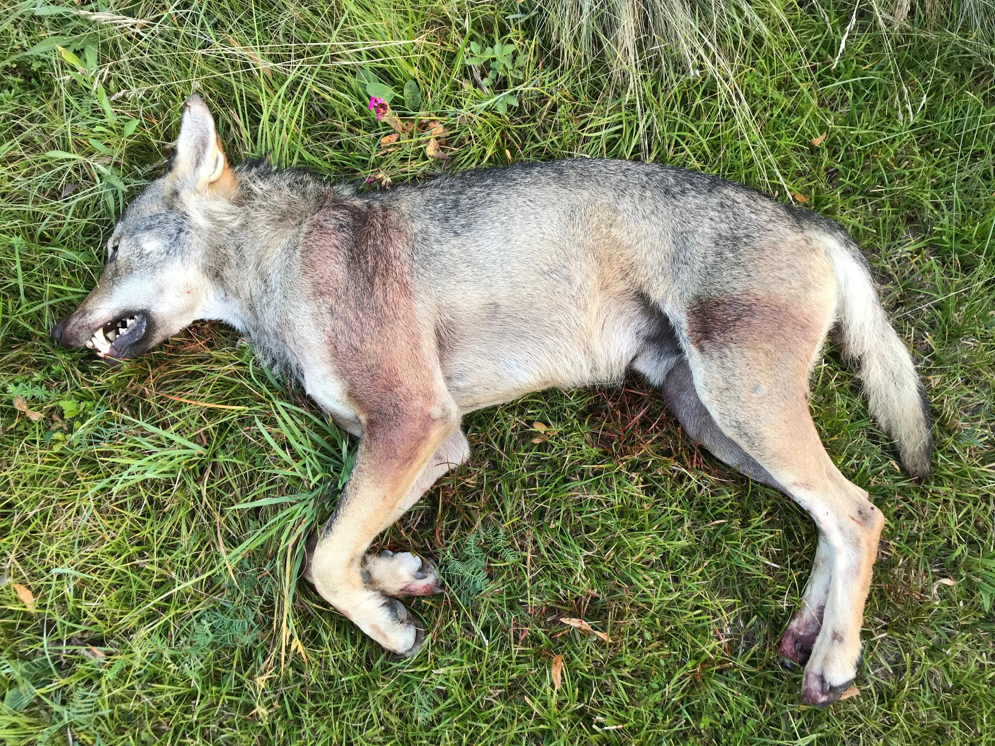 Un loup a été tiré dans la Vallée de Conches